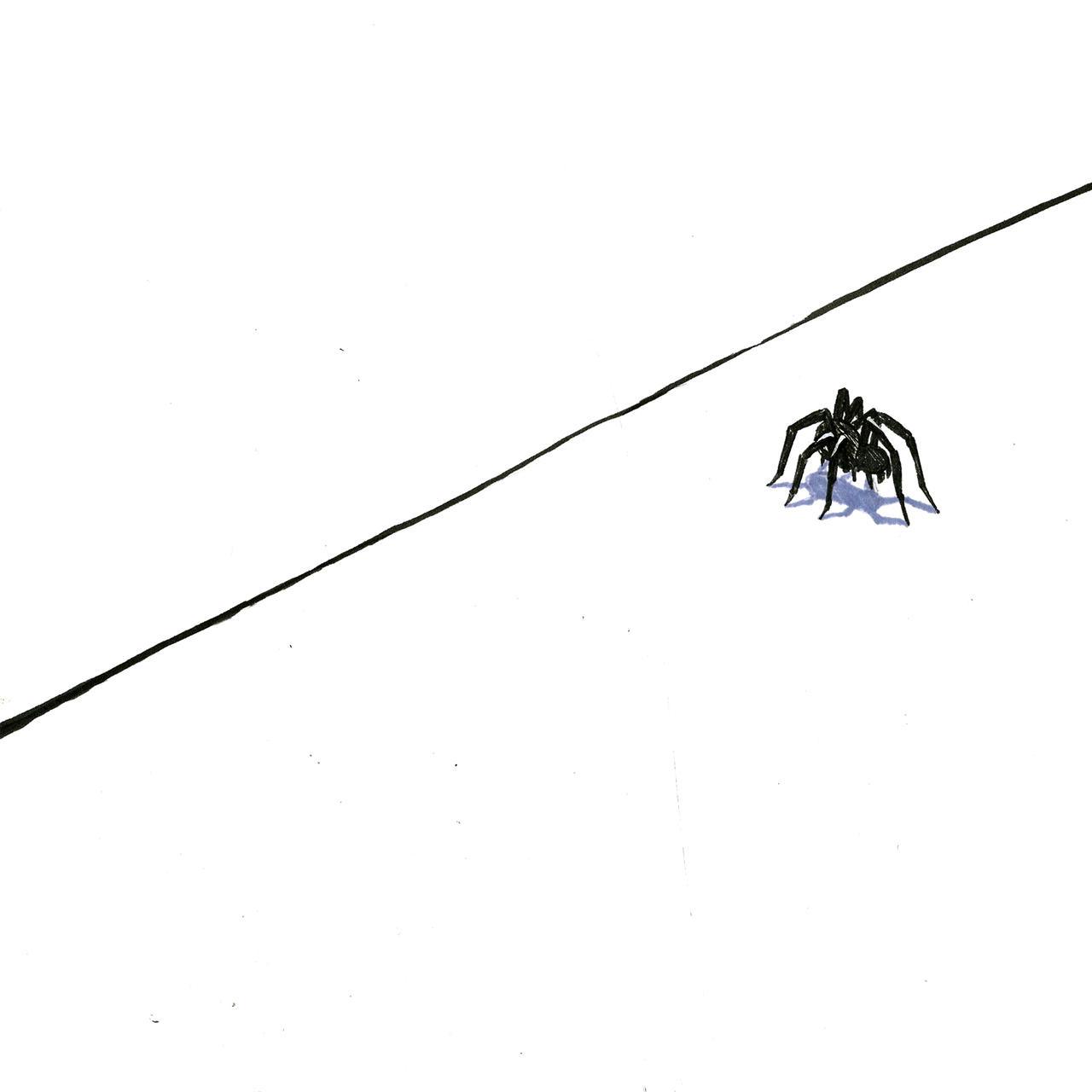 艾米丽·奥古斯丁的概念蜘蛛插图